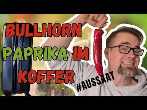 New mini grow. Bullhorn peppers in a Bonsanto grow case 🌱🌶