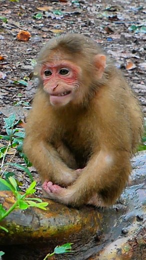 The frightened monkey hides until he feels safe | Million Monkey