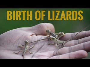 BIRTH OF LIZARDS | LIZARD GIVING BIRTH | #LIZARDBIRTH