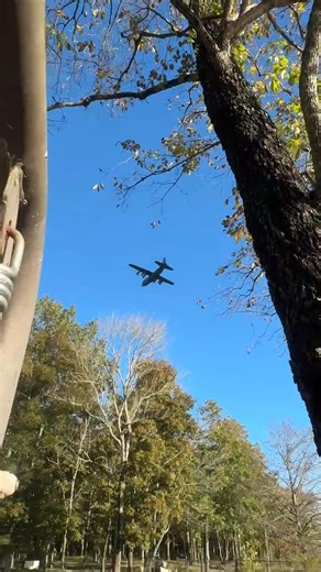 4 of these flew right over the tree tops. 😮 | Sherry Champion