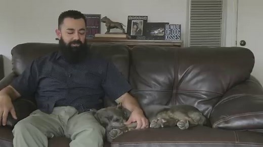 American Bully - Temperament, Types, Best Companion Dog Breeds