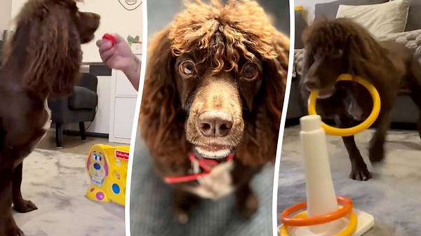 Smart dog lines up tokens to win at game of Connect Four