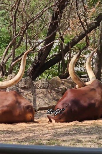 Texas Longhorn Cattle with Huge Horns | Houston Zoo