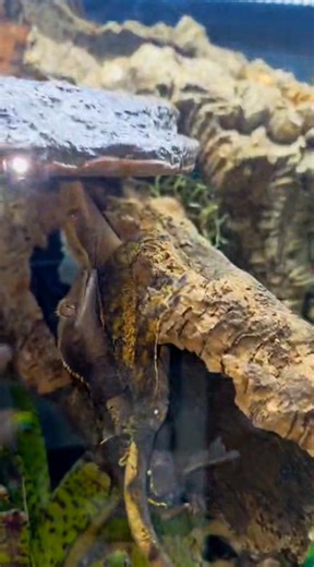You have to see how he tried his absolute best 😅🦎🫣 #crestedgecko #crestedgeckocommunity #crestedgeckolife #geckogram #crestedgeckobreeder #reptilecommunity | C&M Reptiles