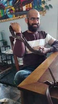 Petting a python