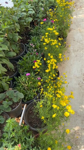 Rohit Nayyar | Gardening Enthusiast on Instagram: "Add a splash of golden sunshine to your garden that asks for almost nothing in return! ☀️✨ Meet the Dahlberg Daisy (Thymophylla tenuiloba), a tough-as-nails little plant with the softest, most delicate appearance. With its fern-like, lemony-scented foliage and a non-stop show of tiny yellow blooms from June until frost, it’s a must-have for lazy gardeners and busy bees alike. 🐝 Sunshine in plant form! ☀️✨ 🌱 PLANT PROFILE: DAHLBERG DAISY 🌱 Bot