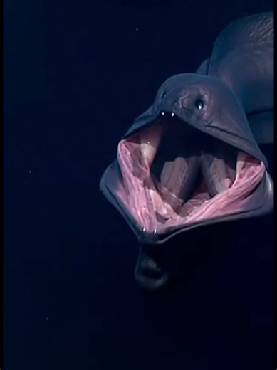 Exploring the Deep Sea: Gulper Eel and Bobbit Worm
