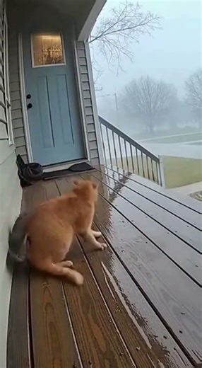 Rainy Porch Cat Fight - Narrow Foor CCTV 😭💀