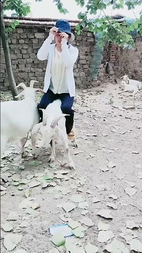 Goat riding girl #1