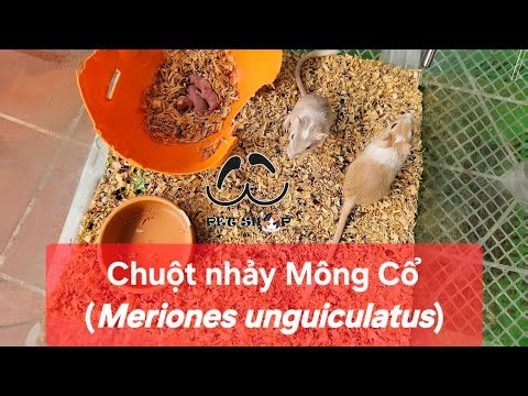 Showing off a pair of Mongolian Gerbils (Meriones unguiculatus) taking care of their babies at Ú ...