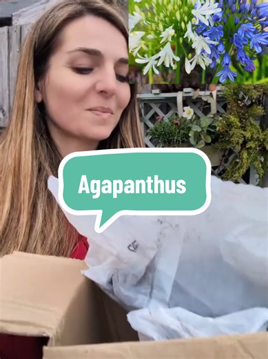Growing Agapanthus: A Guide to Beautiful Summer Blooms