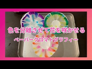 【おうち実験室#13】色を分離させて花を咲かせる！ペーパークロマトグラフィー