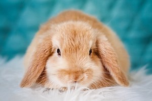 Parasites in the Brain? This is Why Your Rabbit is Tilting Its Head