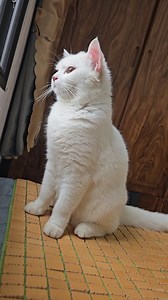 Cat's Peaceful Window Moments 🌅🐾 | Tabby Paws