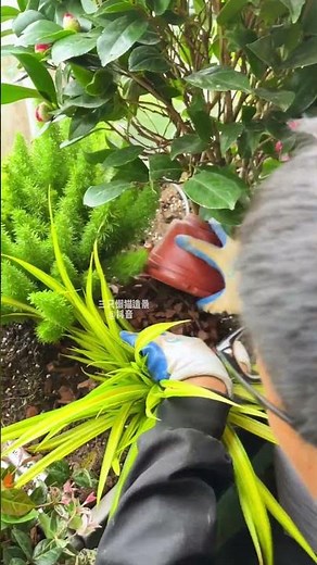 Create a horizontal tropical garden on the balcony