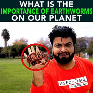 Arguably without earthworms in our soils, life could vanish pretty quickly. We would have less food, more pollution, and more flooding. Earthworms make the soil porous which permit both aeration and quick absorption of water. Follow https://www.instagram.com/anujramatri to know about more EcoFreaks. Join EcoFreaks Group: https://www.facebook.com/groups/theecofreaks/ | Anuj Ramatri