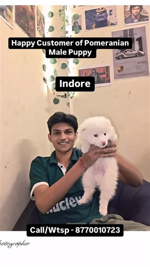 Indore Dog Kennel on Instagram: "Happy Customer of Pomeranian Male Puppy 👌❤️🐶 #indore #trending #indori #bhopal #indoredogs #puppy #indore_city #dog #indorediaries #shorts"