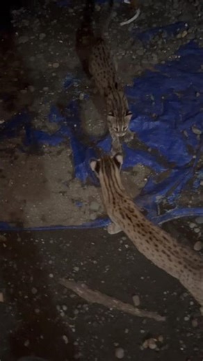 Releasing jungle cats after Eid 😍🥰 #pets #junglecats #kokoopets