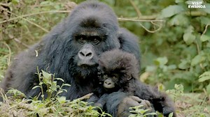 Gorilla Trekking in Rwanda | Volcanoes National Park