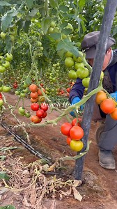 Indoor tomato harvesting #agriculture #tips #technique #farming | JUMOH Han