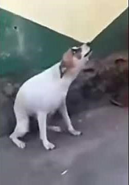 Video de perro bailando meme