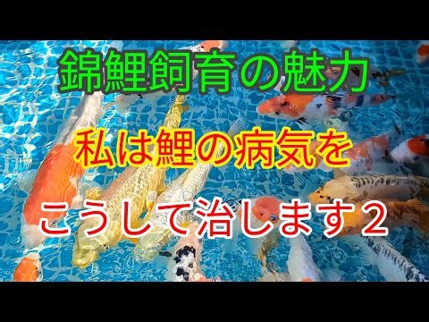 鯉の病気と治療方法 The appeal of Nishikigoi breeding: Koi diseases and treatment methods #鯉の病気 #鯉 #フレームプール
