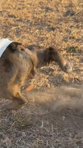 This Walk Turned Into a Fashion Show ⭐️🐶 Pasarela inesperada 😎