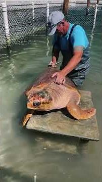 Sea turtle spa day for “Briana”, an adult female loggerhead sea turtle at The Turtle H #turtle