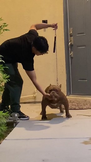 BAD BI*** FLEXIN 🔥 7 months! 🤯 #bully #americanbully #showbully #extremebullies #microbully #microbullyexotic #muscledog #chocolatebully