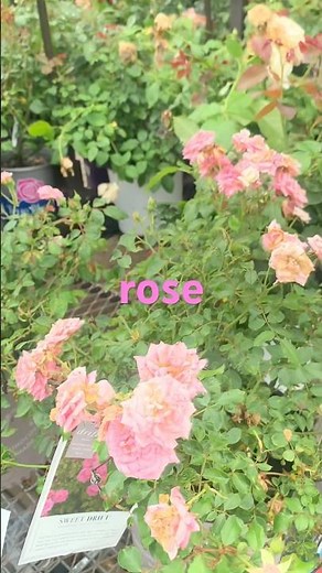 Lowe’s May Garden Center Walkthrough - Sweet Drift Pink Rose