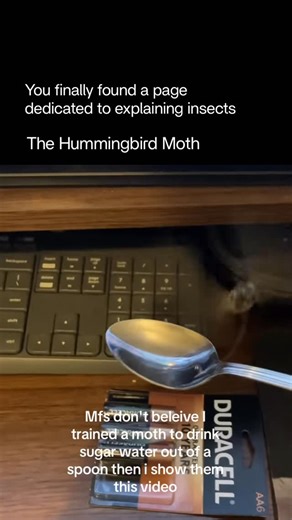 Explaining Insects 🦋 on Instagram: "The hummingbird moth is a fascinating insect known for its uncanny resemblance to a real hummingbird. Belonging to the Sphingidae family, this moth hovers in midair while feeding on nectar from flowers, rapidly beating its wings just like a hummingbird. Its long proboscis allows it to reach deep into blooms, and its fast, darting movements often make people mistake it for a tiny bird. Most active during dusk or early evening, the hummingbird moth plays