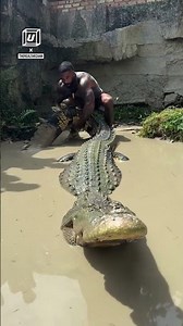 Man vs snappy croc 😅⁠⁠😲 (🎥: IG/ therealtarzann)