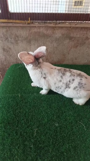 #senethialybreeding #guineenne224🇬🇳 #rex #rabbit #bunnies