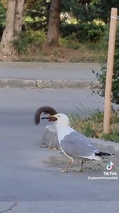 I've never seen that before, a seagull swallows a squirrel whole... 😳 | التوينز