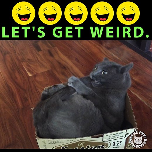 27M views · 30K reactions | They're strange, but we love these pets anyway. | The Pet Collective | Facebook