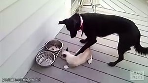 Cats stealing dog food is just too funny | HuffPost UK Life