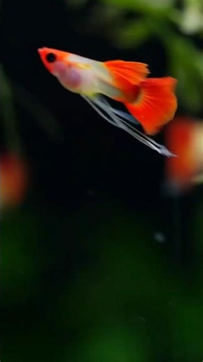 “Attractive Male Guppies in My Tank 💧 | Guppy Fish Lovers!”