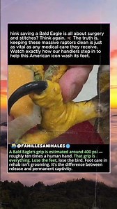 Why do rehab eagles get their feet washed?
