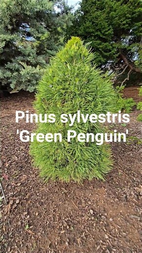 Pinus sylvestris'Green Penguin' #gardening #conifers #design #landscaping #pine #garden