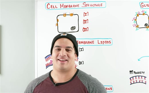 Cell Membrane Structure & Function