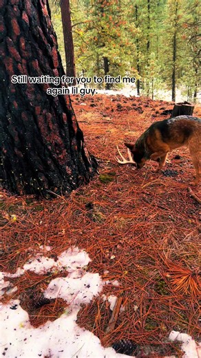Another shed season without you. #shedhunting #redheeler #sheddog #missyou #fyp