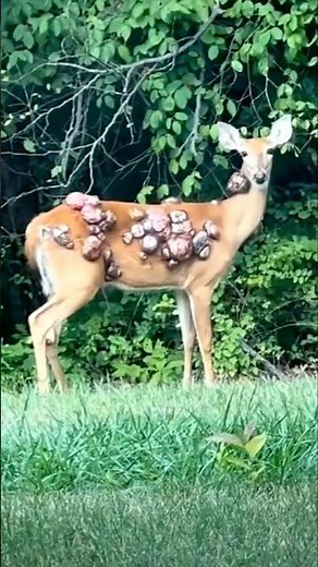 Zombie Deer Terrorize Ohio Suburbs