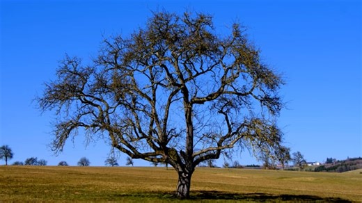 Tree, Old, Wind. Free Stock Video