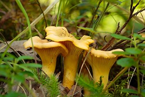 The Most Common Edible Plants You'll Find in Texas