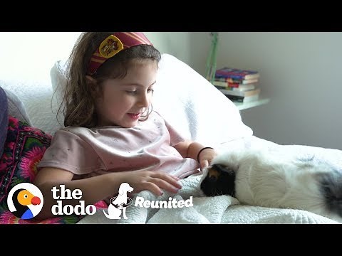 Little Girl And Guinea Pig Are The Cutest Pen Pals | The Dodo Reunited Season 2