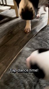 2.7K views · 32 reactions | Tap dance time! #hunk #peach #puppy #tapdance #funnydogs #fosteringsaveslives #pawsitivetailskc | Pittiehoarder | Facebook