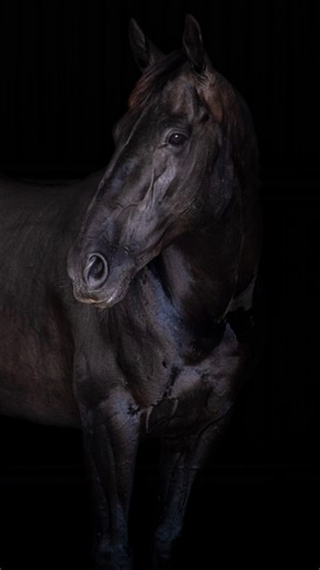 🔥Bawnduggie Condet – Now Standing at Stud for 2025🔥 After a standout performance at the 2025 Chinchilla Grandfather Clock Campdraft, where he made the Clock Final for the second time, Bawnduggie Condet is now officially standing at Chinchilla Vet Services for the 2025 breeding season. A stallion with proven performance and consistency, Condet first made the Clock Final in 2021, going on to win the event with owner Robert Plant. The following year, 2022, he claimed the Grandmother Clock, ridden