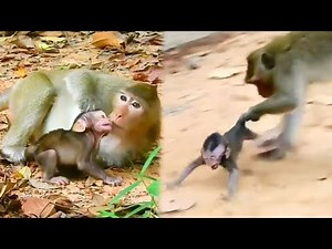 The baby monkey was dragged on the ground by the big monkey by its tail. The big monkey was so cruel