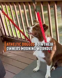 31K views · 581 reactions | This dog is an acrobat  | Go Fetch | Facebook