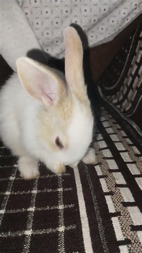 rabbit is cute for home member #rabbit #viral #white #cute